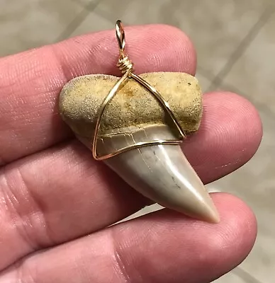 TRANSLUCENT BARGAIN - 1.66” X 1.16” Sharktooth Hill Mako Sharktooth Pendant • $16