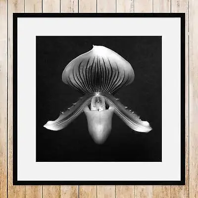 Photo Of Orchid 1988 Orchid Print Robert Mapplethorpe • $77.81