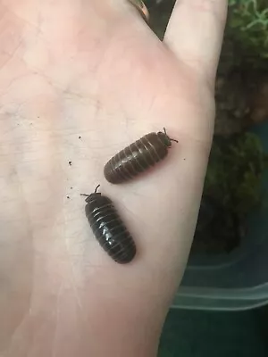 Pill Millipedes Glomeris Marginata • £25