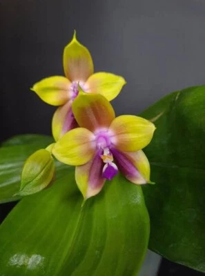 $35 • Buy Phal. Allura ‘Xanthos’ (Phal. Mituo Princess) - Fragrant