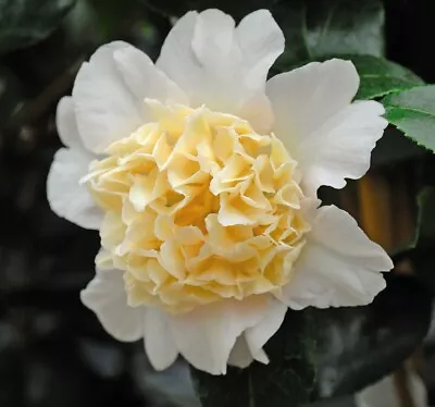 T&M Camellia Jap. Brushfields Yellow Garden Plant Evergreen Hardy Shrub 9cm Pots • £14.99