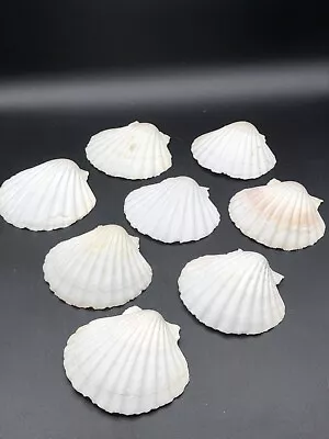 SCALLOP SHELLS Baking/Serving Oysters Clams Seafood Eight 4” Shells • $18