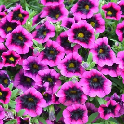 Calibrachoa Plug Plants Million Bells Purple Pink Petunia Flowers Pack Of 3 • £9.46