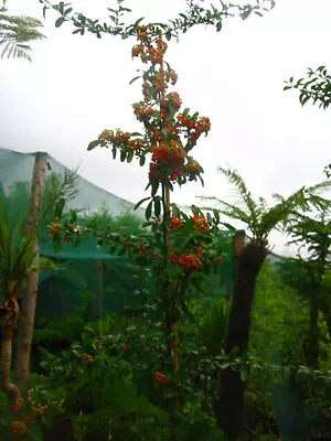 Large 6ft-7ft Inc. Pot Pyracantha Red Column  Great Burglar Proof Hedging ! • £49.99