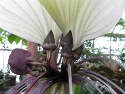 White Bat Flower (Tacca Integrifolia) 10 Seeds • $5.30