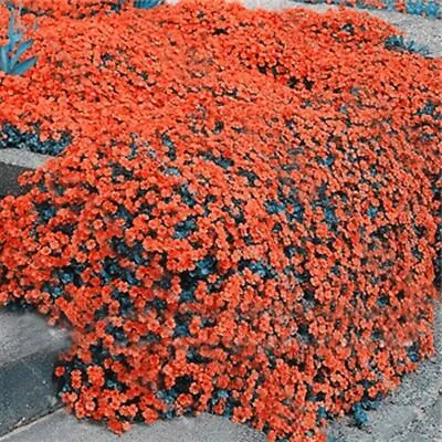 £2.94 • Buy 300 Orange Rock Cress Seeds Creeping Thyme Seed Thymus Serpyllum Organic