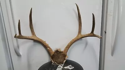 Nice Typical Wide 3x3 Colorado MULE DEER RACK Antlers Whitetail Mount Sheds • $89