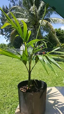 Single Adonidia Merrelli Palm Tree   36 Inch  Tall • $19.90