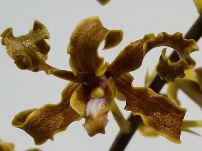 $12 • Buy Native Orchid Species  Den. Discolour  X  Self   × 2