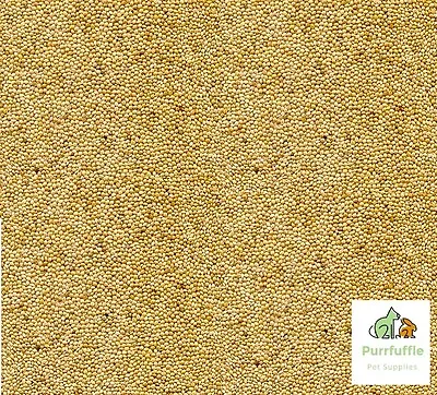 20kg WHITE MILLET Bird Seed Food Budgie Canary Finch Aviary Parrot Parakeet Feed • £26.99