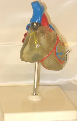 Transparent Heart Anatomy Medical Anatomical Model Life Size Teaching Student • $59.75