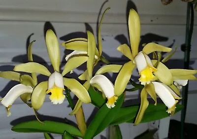 $70 • Buy Orchid Flask Primary Hybrid C. Murarrie Sunsplash = C. Forbessii X C. Superbiens