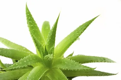 ALOE VERA - Medicinal Aloe Vera -10 X Seeds - Grow Your Own Succulent Plant • £3.65