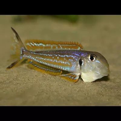 Xenotilapia Ochrogenys «Karilani» | Lake Tanganyika Cichlid • £35.42