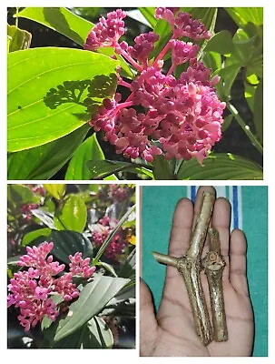 2+ Chandelier Live Plant Royal Cutting Stems Malaysian Orchid Pink Blooms Flower • $45.99