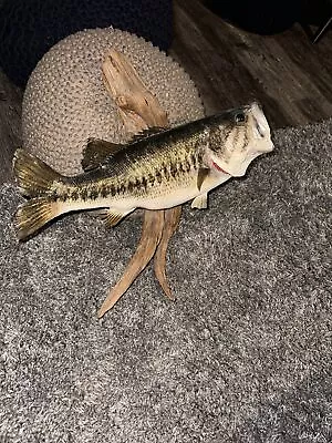 Vintage Largemouth Bass Large Mount Fish 20” Taxidermy On Wood • $279.99