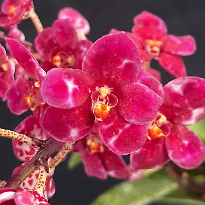 $50 • Buy Select Barrita Orchids Sarcochilus INDP/075