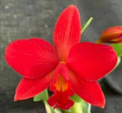 $20 • Buy RON Cattleya Orchid Ctt. Little Hazel MERICLONE 50mm Pot FLOWERING SIZE