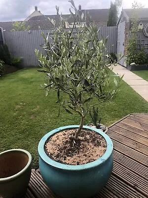 8yr Old Olive Tree…. • £100