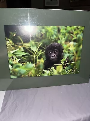 Vintage Matted 16x20” Animal (Monkey) Art Print Signed By The Artist  New • $40