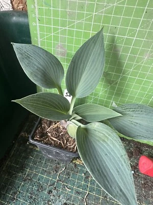 £3 • Buy Hosta - Unknown Hosta - Garden Ready - Lot 58