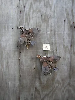 Pair Of Bobwhite Quail- Female/male -flying Left -mount -taxidermy • $250