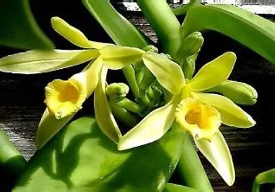 Orchid Plant Vanilla Planifolia Species Orchid Plant • $32