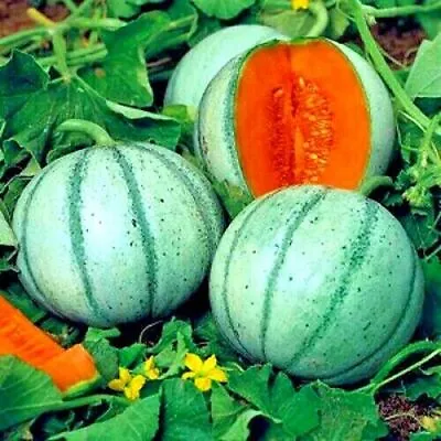 10 Charentais Melon Cantaloupe Seeds NON~GMO Organic Garden Fruit Hybrid Plant • $6.95