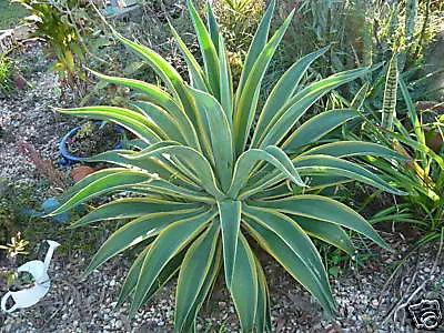 Agave Desmettiana Variegated El Miradores Gold Succulent Hardy 2 X Plants • $7.50