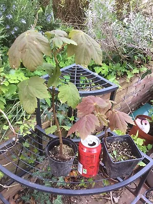 Sycamore Sapling (smaller Size) - Pot Grown In My Garden • £9.99