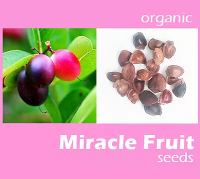 55 Seeds Miracle Fruit ( Carissa Carandas )Organic Grown Plants Tracking No • $49.99