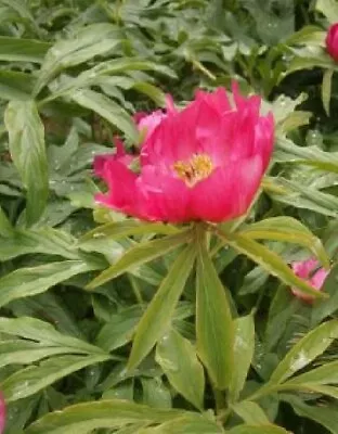 Paeonia - 9cm Pot • £5.99