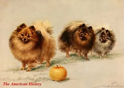 3437 Earl Maud (1864-1943) - New Book Of The Dog 1911 - Pomeranians • $7.43