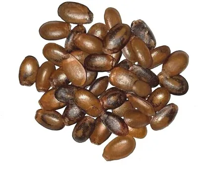 $11.63 • Buy Soursop ,Annona Muricata Guanabana  Seeds 2022 Fresh 