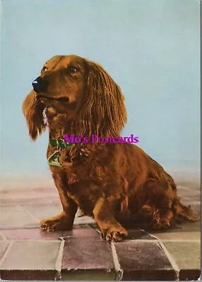 Animals Postcard - Dogs Long Haired Dachshund   RR20375 • £2.20