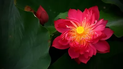 Polyphyll Red Lotus/Water Lily Flower/Bonsai Lotus/Ponds / Bow/5 Fresh Seeds • £3.95