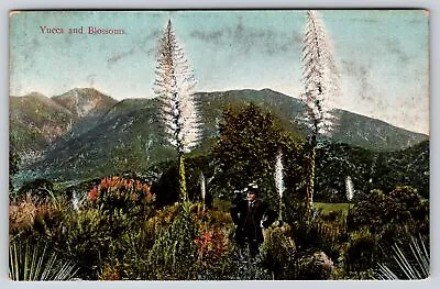 Flowers~Yucca Plants & Blossoms In The Desert~Vintage Postcard • $3.70