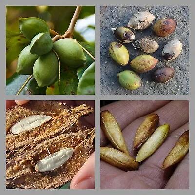 $8.21 • Buy Terminalia Catappa Viable Seeds Indian Almond Tree Garden Shade Tree 20 Seeds