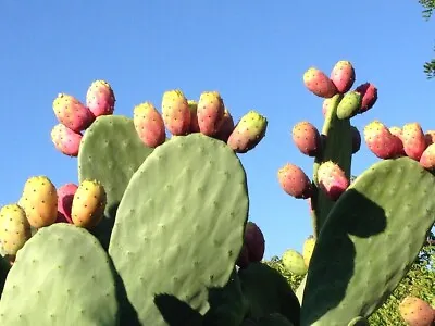 £2.55 • Buy Opuntia Dillenii, Prickly Pear Cactus Approx. 10 Seeds Flowering Cactus Seed 