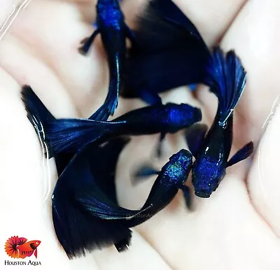 $35.70 • Buy 1 Pair - Blue Tazan (Blue Shining Head) - Live Aquarium Guppy Fish High Grade A+