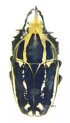 Unmounted Beetle/Cetoniidae - Mecynorrhina Torquata Ugandensis BLUE Male 5 • $23.18