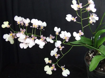 $25 • Buy Orchid Plant 0410. Inomesa Popcorn 'Haruri' Mericlone In Spike In 90mm Net Pot