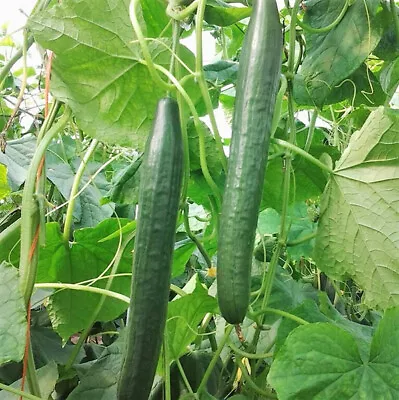 Long Green Improved Cucumber Seeds 50+ Vegetable Garden NON-GMO USA FREE S&H • $2.60