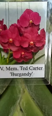 Orchid Vanda Mem Ted Carter Burgundy Mad Happenings Tropical Hanging Plant • $42.95