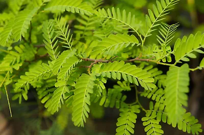 Honey Locust Potted Tree - Windbreak Erosion Control Bees Wildlife Bonsai • $28.95