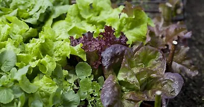 Vegetable - Lettuce - Mixed Baby Leaf - 1000 Seeds - Economy - Microgreen Salad • £1.95