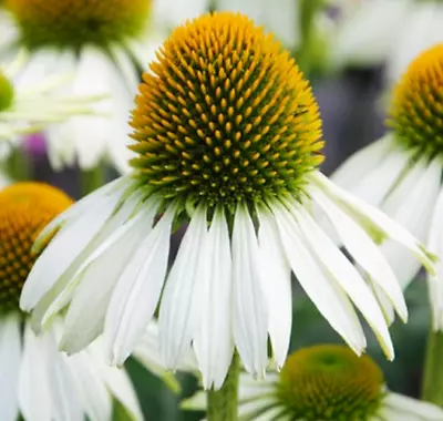 Echinacea Orange Red Perennial Plant 2 X 9cm Pots • £8.99