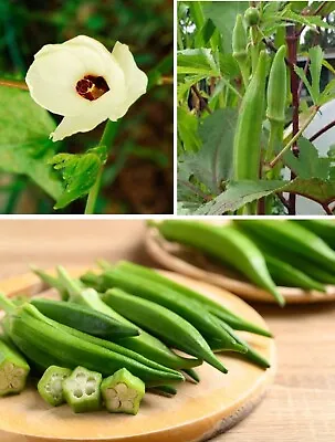 Okra | Clemson Spineless | 50+ Seeds | ओकरा | Bhindi | Same Day Dispatch • £3.99