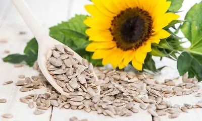 Sunflower Seeds 1kg Hearts Seed EDIBLE READY TO EAT Kernels For Birds 2kg BULK • £129.99
