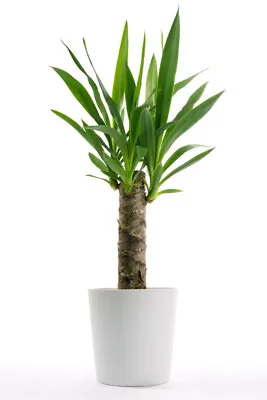 Yucca Elephantipes Spinless Evergreen Indoor Plant 50cm In 13cm Pot • £8.49